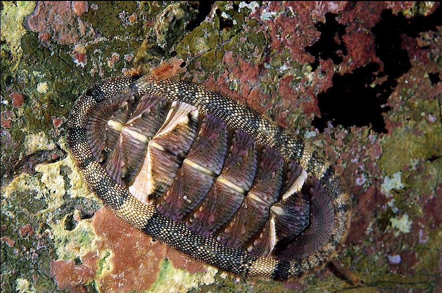 Chiton olivaceus